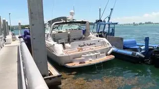Haulover Sandbar, Floryda