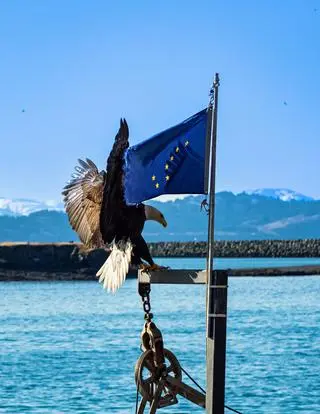 Flaga stanowa i orzeł - symbol USA
