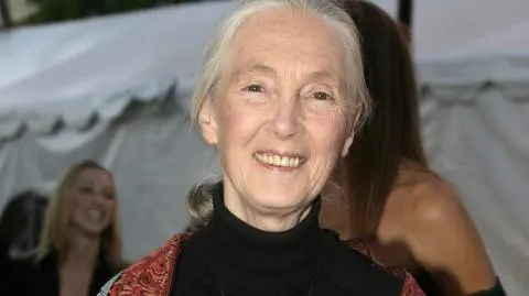 Stringi we mgle. Jane Goodall wystąpiła w reklamie bielizny, by zdobyć fundusze dla szympansów