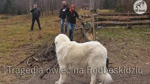 Baca zaniedbał owce
