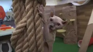 Zwierzęta trafiły do ZOO w Borysewie z mini ZOO w Radomsku