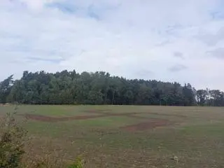 Swastyka na polu w gminie Sławno