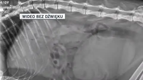 Żory slideshow