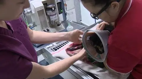 Tajemnicza kocia choroba