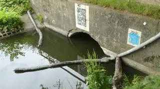 Śnięte ryby w zbiorniku wodnym w centrum miasta
