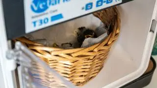 W inkubatorze jest cicho, ciepło i ciemno