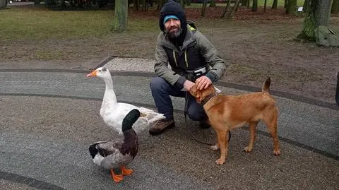 A duck and a goose take a train ride to an agriculture museum