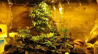 Profesjonalnie przygotowana plantacja 