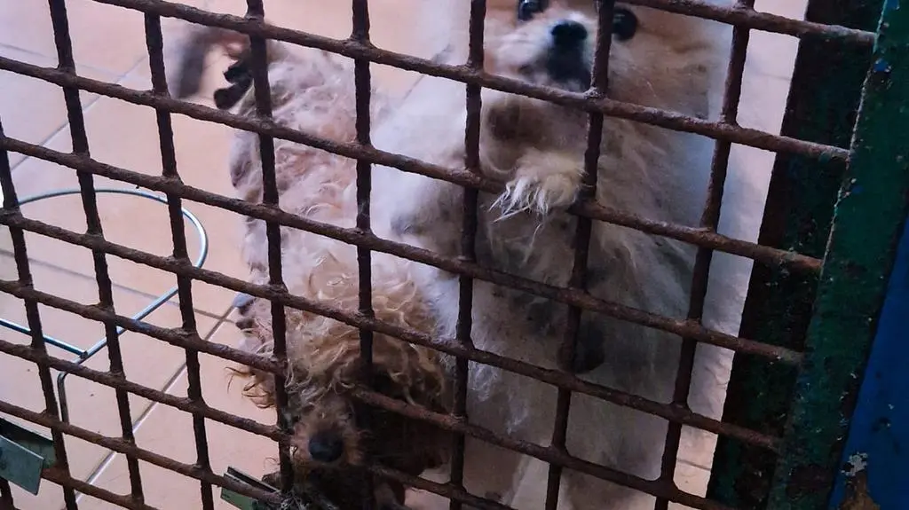 Kołobrzeg. Zlikwidowano pseudohodowlę