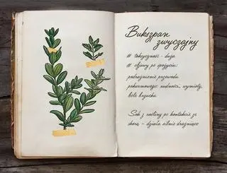 Bukszpan zwyczajny