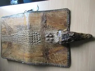 Torba ze skóry krokodyla amerykańskiego zatrzymana na granicy