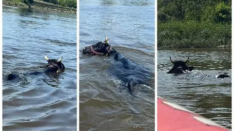 Krowa wpadła do Wisły