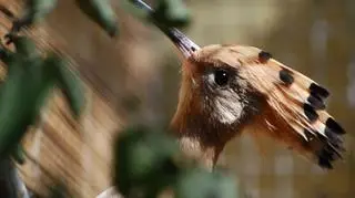 Każdy dudek ma swój czubek