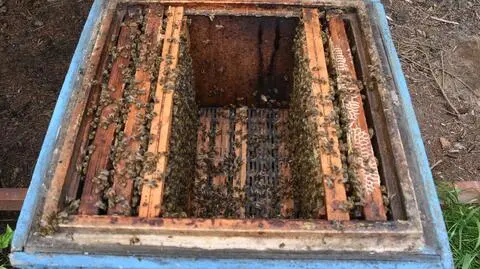 Złodziej w fotopułapce. Okradł ule i zabrał z pasieki kamerę, która przesłała obraz właścicielowi