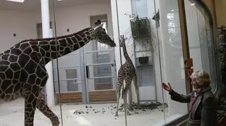 "Nie są agresywne, spokojnie jedzą sianko"