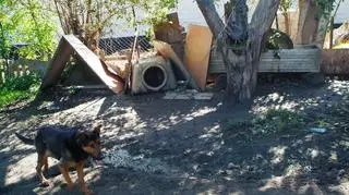 Pies nie miał miski z wodą 