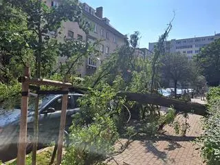 Drzewo zmiażdżyło trzy auta