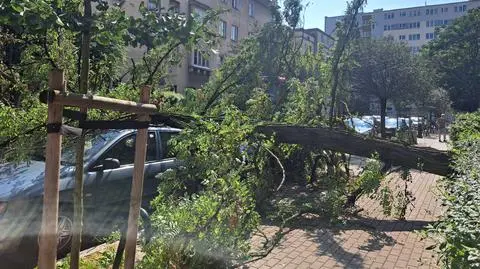 Po porannej ulewie na samochody runęło drzewo