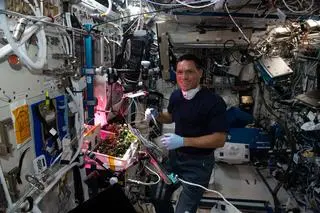 Astronauta Francisco Rubio przy pomidorach na Międzynarodowej Stacji Kosmicznej