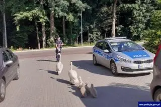 Policjanci zwabili łabędzie do wody
