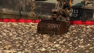 Śniete ryby usuwane na terenie zastawki na Odrze w Krajniku Dolnym (14.08.2022)