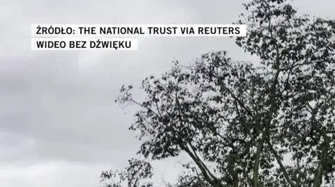 DRZEWO
