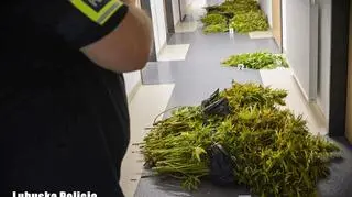 Ścięte krzaki konopi