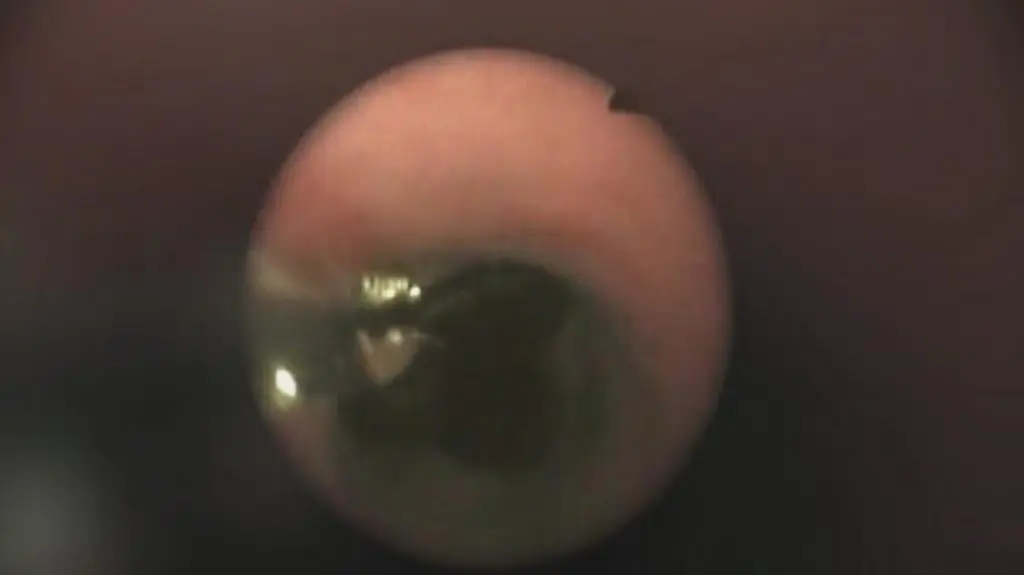 Naukowcy z Uniwersytetu Przyrodniczego we Wrocławiu badają zwierzęce żołądki