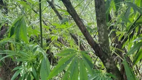 Konopie prosto z wierzby, rosły sześć metrów nad ziemią