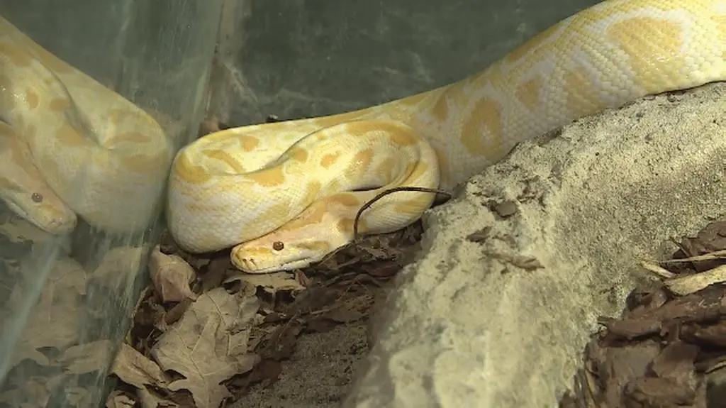 Pyton jest już bezpieczny w poznańskim zoo