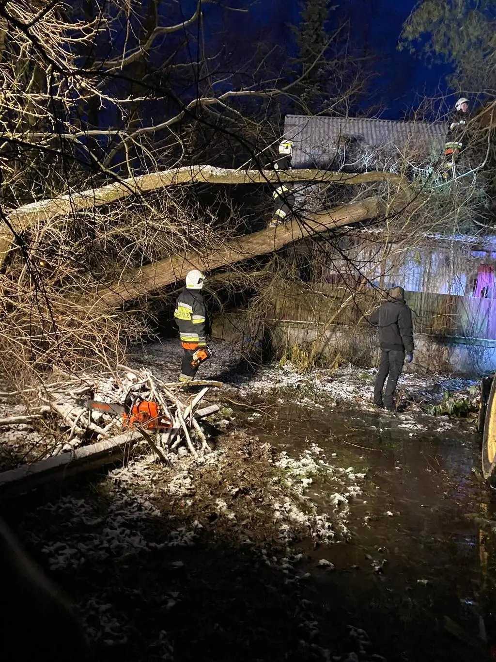 Wierzba wywróciła się na dach