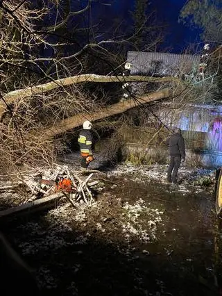 Wierzba wywróciła się na dach