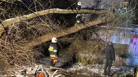 Beavers fell a willow onto a house