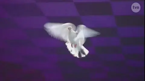 Gołębie na scenie Mam Talent!