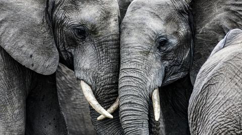 Sprawiliśmy, że przez 50 lat liczebność zwierząt spadła o 68 procent. Raport WWF