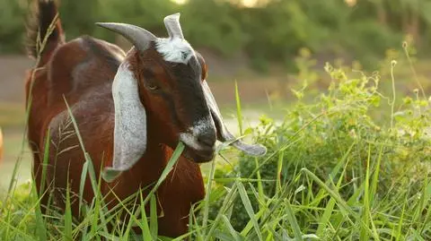 "Nowa broń biologiczna Ukrainy". Koza wysadziła rosyjskich żołnierzy w powietrze