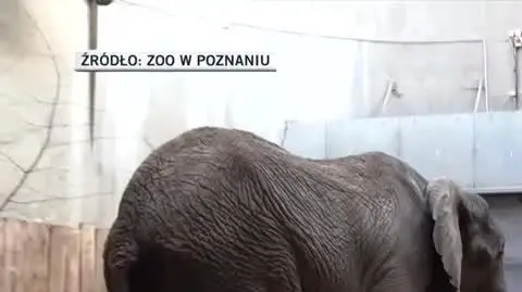 zoo gwiazdor_Trim
