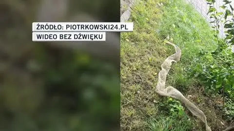 Piotrkowski24