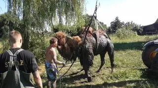 Akcja wyciągania wielbłąda z rowu