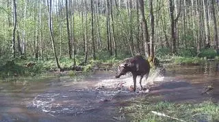 Gdy woda pluska, on próbuje kopać w - pojawiające się w tafli - koła