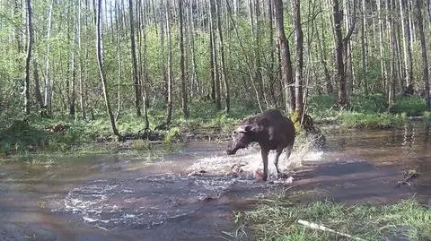 Gdy woda pluska, on próbuje kopać w - pojawiające się w tafli - koła