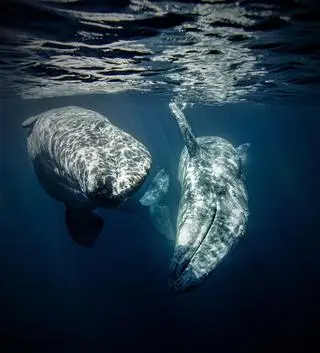 Mikayla Jones, trzecia nagroda w konkursie Young Ocean Photographer of the Year 2021