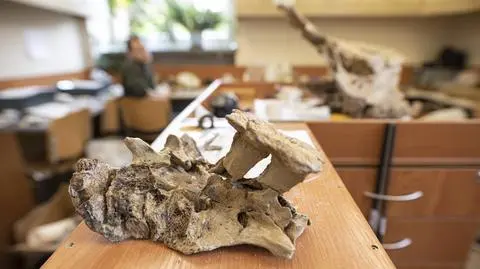 Jeden z elementów szkieletu nosorożca