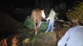 Koń wpadł do szamba, pomogli strażacy