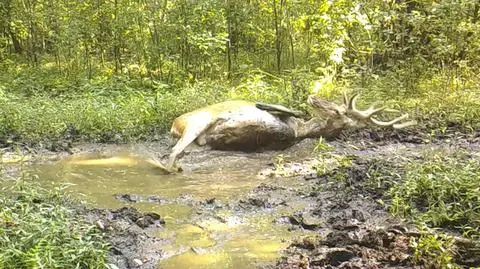 Tak tętni życie w mazowieckich lasach. Nagrania z fotopułapki