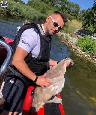 Młody łabędź zaplątał się w linkę 