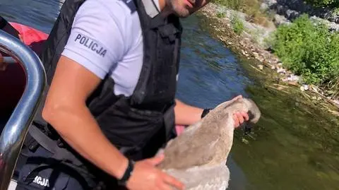 Młody łabędź zaplątał się w linkę 