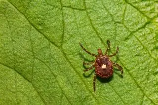 Kleszcz z gatunku Amblyomma americanum