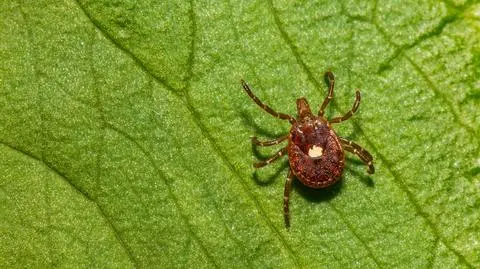 Tajemnicza alergia na mięso. Mogą ją wywoływać kleszcze
