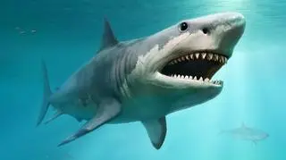 Megalodon - wizualizacja